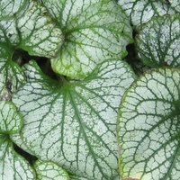 Plants for Deep Shade, Brunnera macrophylla Jack Frost, Siberian Bugloss