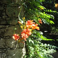 Campsis tagliabuana Madam Galen, Trumpet Vine, is a good climber for sandy soil