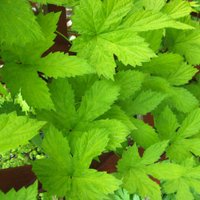 Humulus lupulus Aureus, the Golden Hop, is a vigorous climber for sandy soil