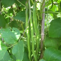 Easy Vegetables to Grow, Runner Beans