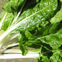 Easy to Grow Swiss Chard