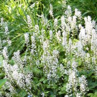 Tiarella cordifolia, Foamflower