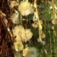 Salix caprea Kilmarnock, Kilmarnock Willow